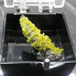 SOLD Pyromorphite from the South Mine, Broken Hill (stock code B4MinA21)